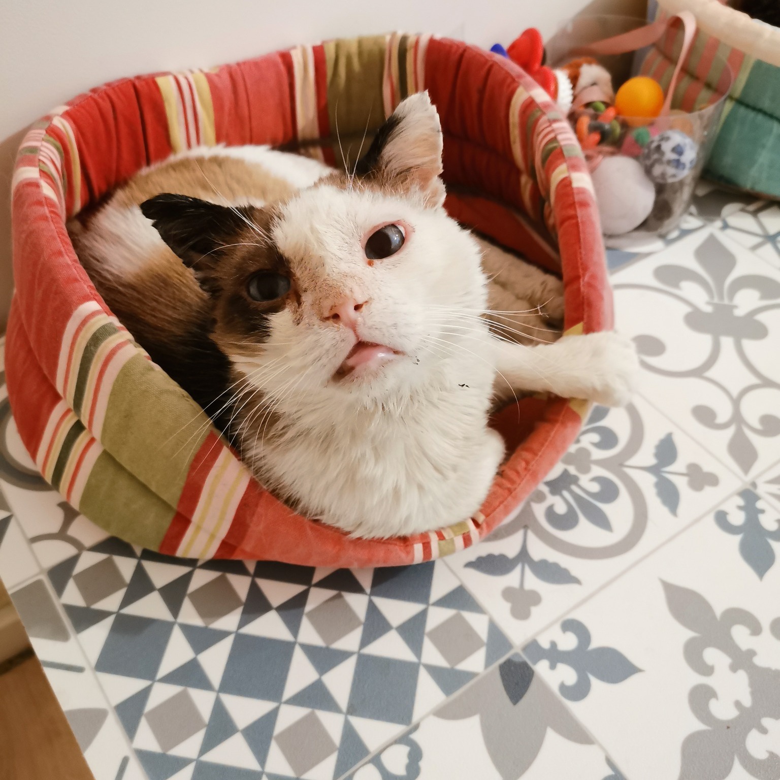 Chats sauvés