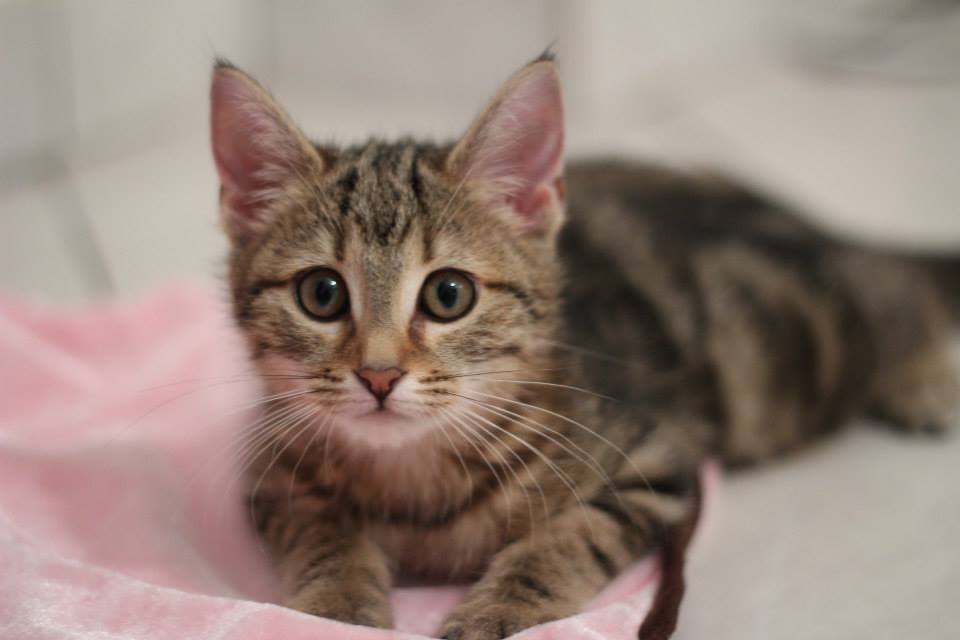 Préparer l’arrivée du chat